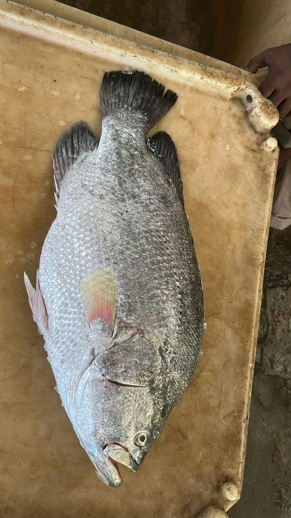 Black Gario - 3kg