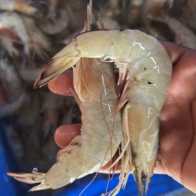 PRAWNS