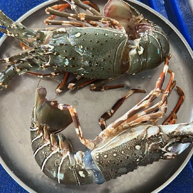 LOBSTER