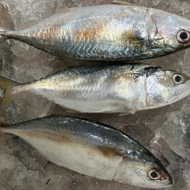 BANGRA