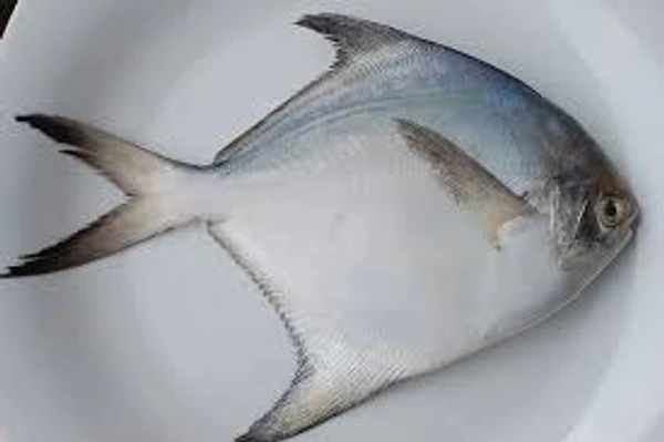 Pomfret - 400 GM UP