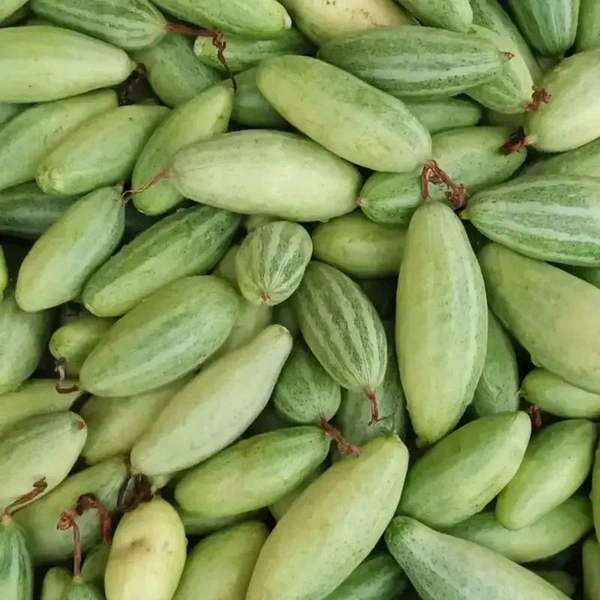 Odisha Desi Pointed Gourd (Potala) – Fresh & Naturally Grown - 1Kg