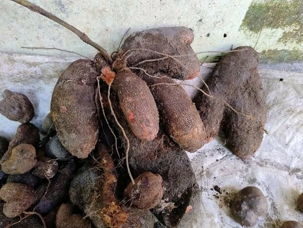 Odisha Khamba Alu / Mati alu (ମାଟି ଆଳୁ) Yam  - 1Kg