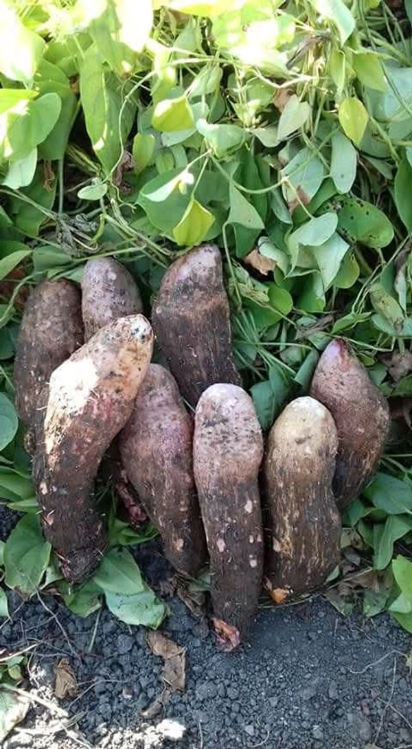 Odisha Khamba Alu / Mati alu (ମାଟି ଆଳୁ) Yam  - 500gm
