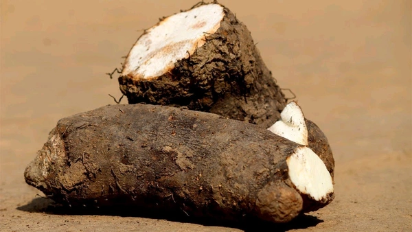 Odisha Khamba Alu / Mati alu (ମାଟି ଆଳୁ) Yam  - 1Kg