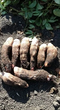 Odisha Khamba Alu / Mati alu (ମାଟି ଆଳୁ) Yam  - 500gm