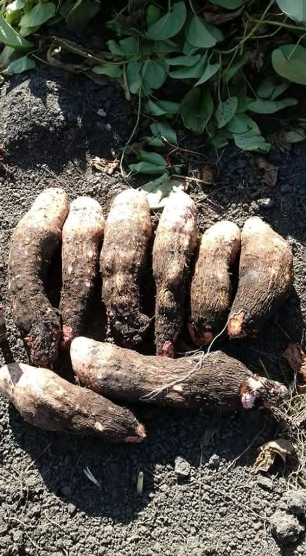 Odisha Khamba Alu / Mati alu (ମାଟି ଆଳୁ) Yam  - 500gm