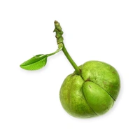Desi Ouu (ଓଉ) – Odisha’s Forest Fresh Elephant Apple - (1Piece)