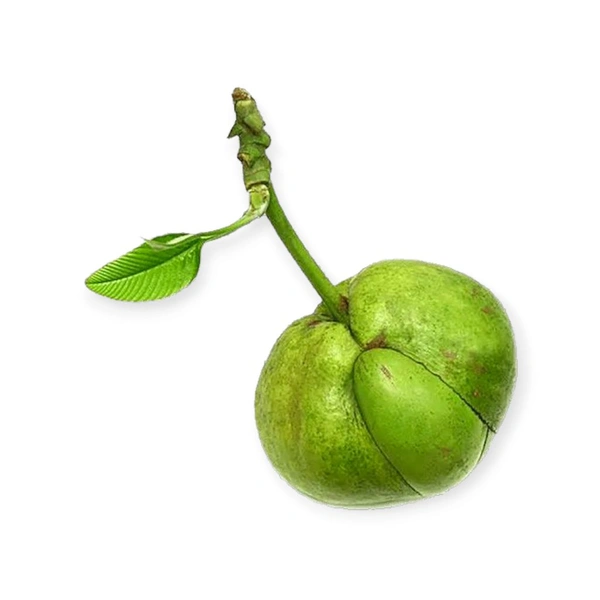Desi Ouu (ଓଉ) – Odisha’s Forest Fresh Elephant Apple - (1Piece)