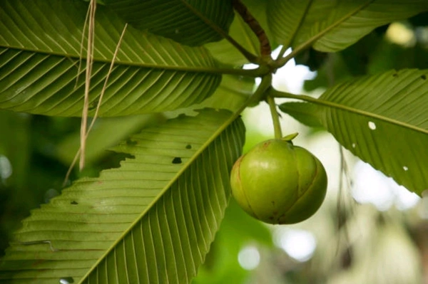 Desi Ouu (ଓଉ) – Odisha’s Forest Fresh Elephant Apple - (1Piece)