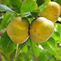 Desi Ouu (ଓଉ) – Odisha’s Forest Fresh Elephant Apple - (1Piece)