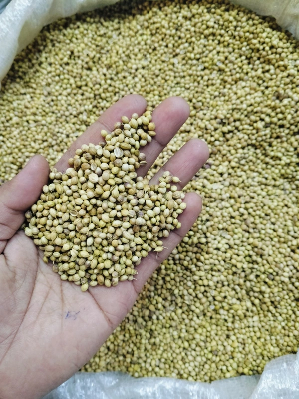 Coriander Seeds