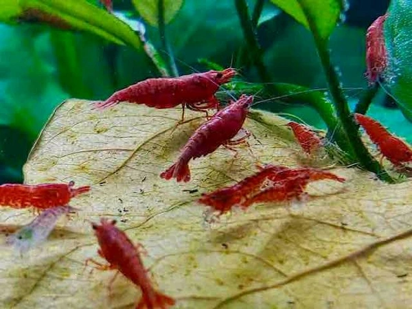 Fire Red Shrimp  - Red, Semi Adult 0.75