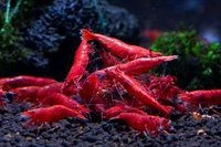 Fire Red Shrimp  - Red, Semi Adult 0.75