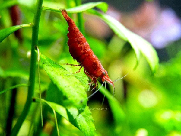 Fire Red Shrimp  - Red, Semi Adult 0.75