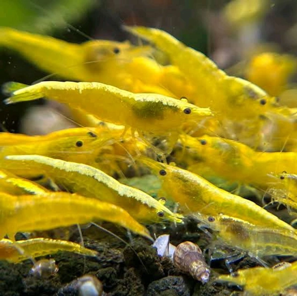 Yellow Shrimp - Yellow, 0.75
