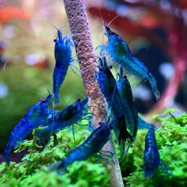Dream Blue Shrimp - Blue, Semi Adult