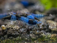Dream Blue Shrimp - Blue, Semi Adult