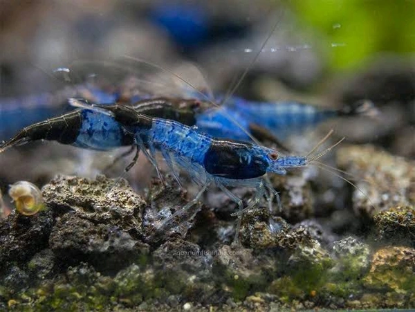 Dream Blue Shrimp - Blue, Semi Adult