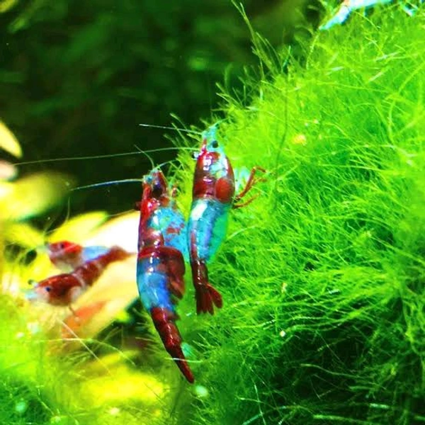 Red Rili Shrimp - Red, Semi Adult