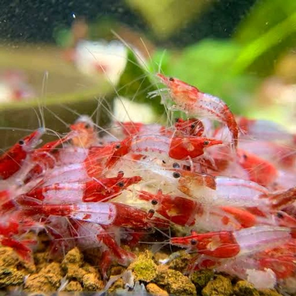Red Rili Shrimp - Red, Semi Adult
