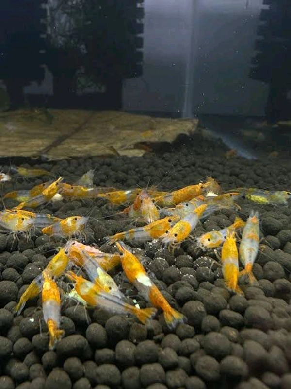 Yellow Rili Shrimp - Yellow