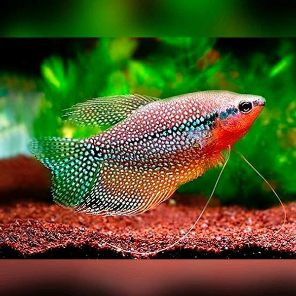 Pearl Gourami - Blue, Semi Adult