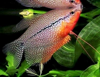 Pearl Gourami - Blue, Semi Adult