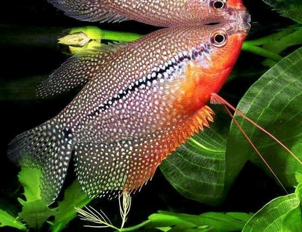 Pearl Gourami - Blue, Semi Adult