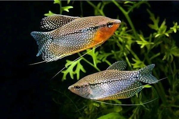 Pearl Gourami - Blue, Semi Adult