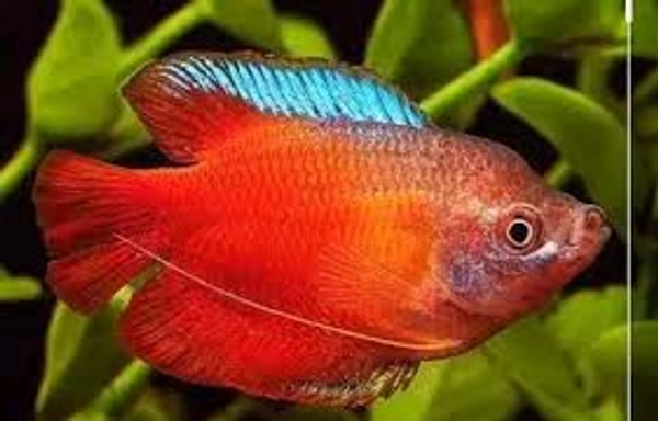 Red Lily Gourami  - Red, Semi Adult