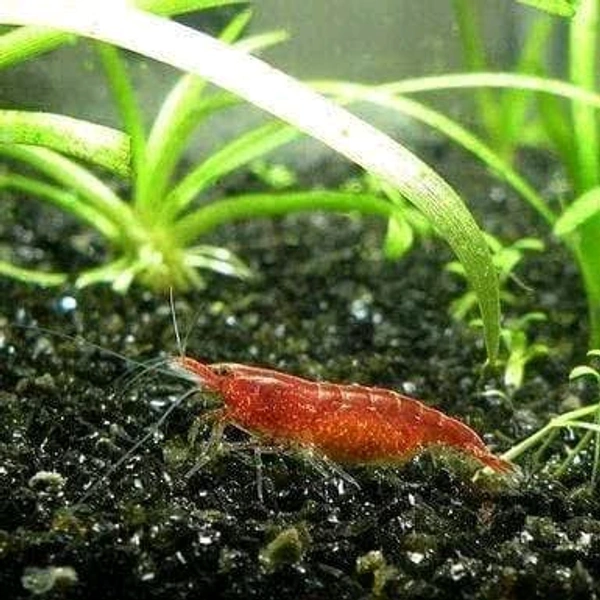 Red Cherry Shrimp