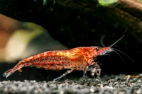 Red Cherry Shrimp