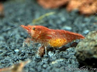 Red Cherry Shrimp