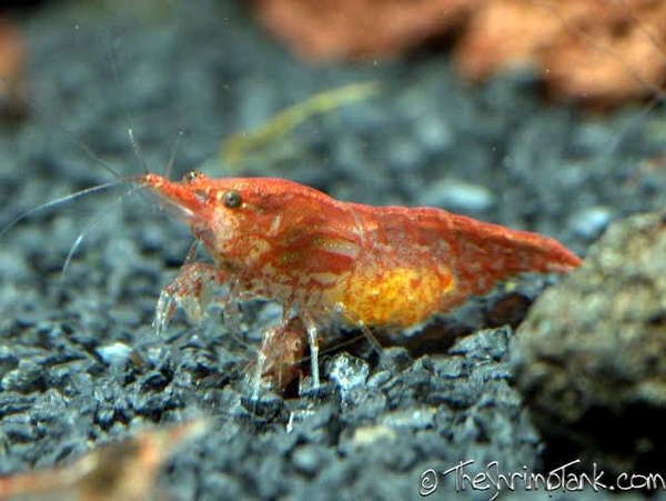 Red Cherry Shrimp