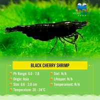 Black Shrimp