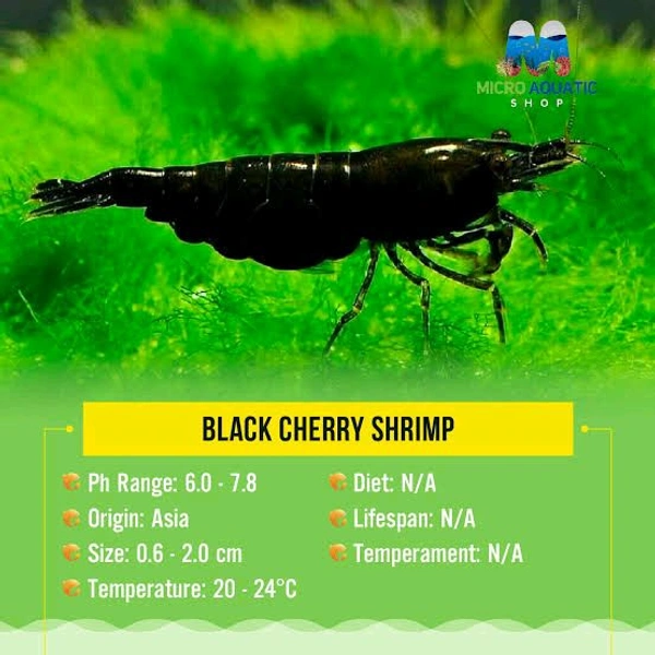 Black Shrimp