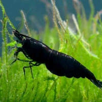 Black Shrimp
