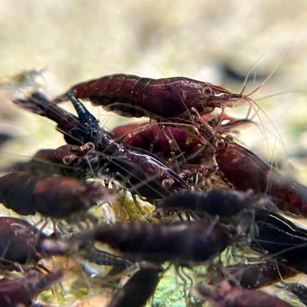 Chocolate Black Shrimp