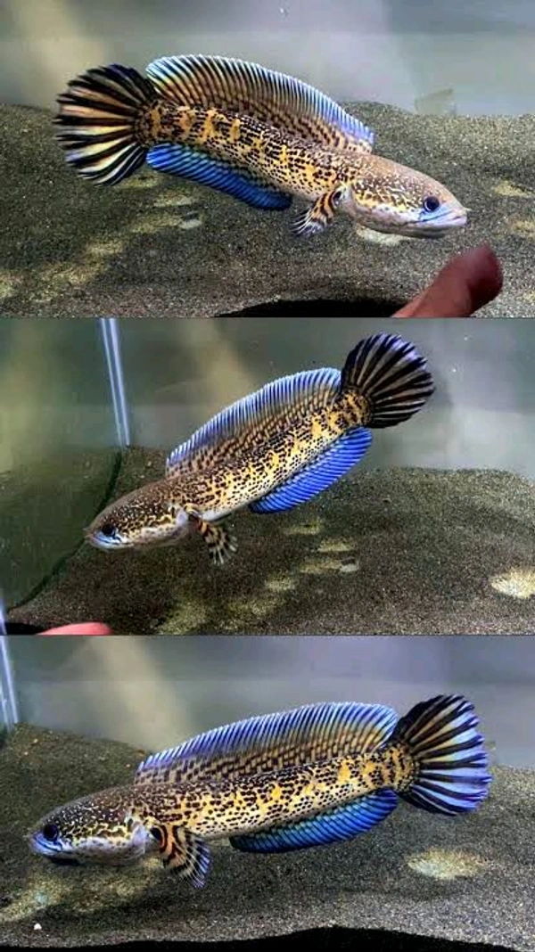 Channa Golden Cobra 3"Inc