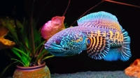 Channa Golden Cobra 3"Inc