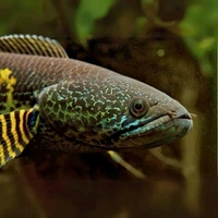 Channa Golden Cobra 3"Inc