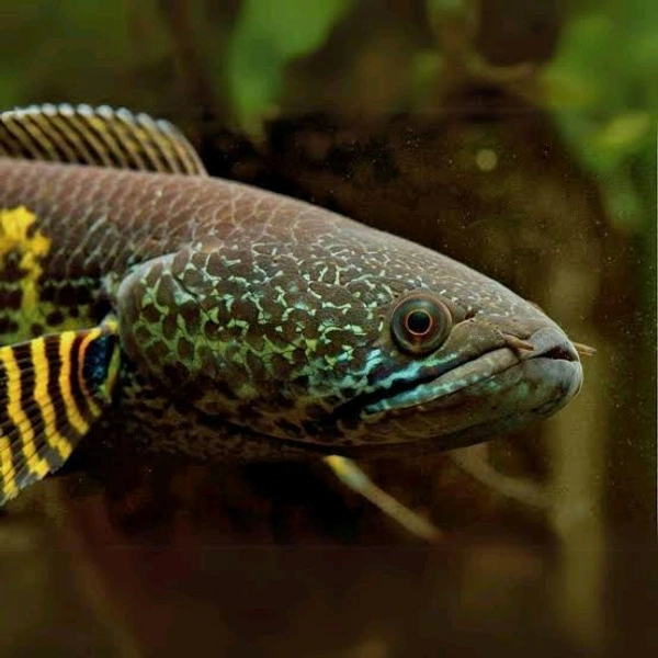 Channa Golden Cobra 3"Inc