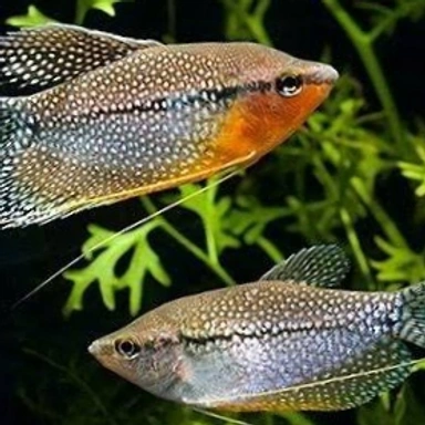 Gourami