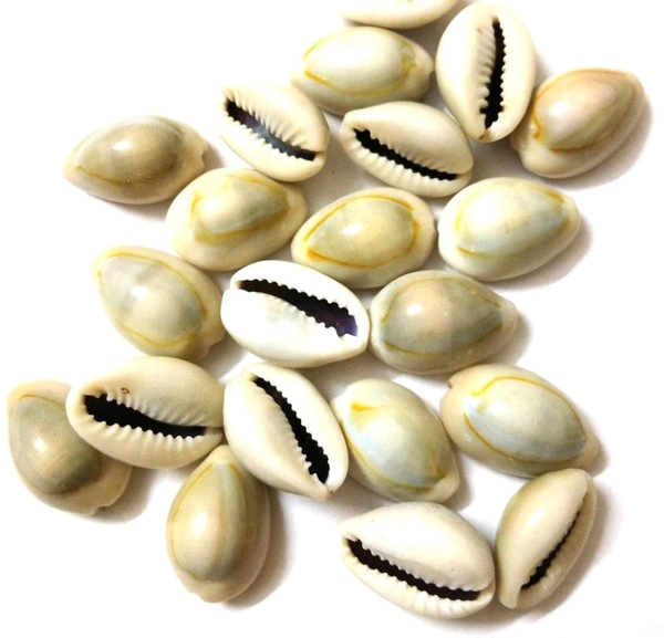Kawdi  (कौड़ी) 5 Pieces
