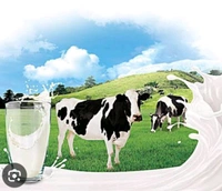 AMUL  Milk Moti 