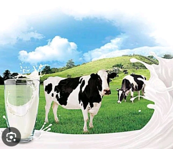 AMUL  Milk Moti 