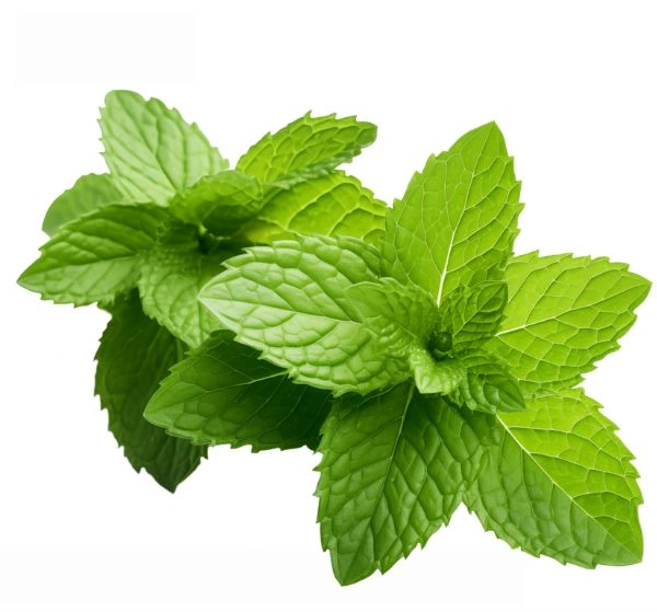 Mint Leaves ( Pudina) - 30-50 Grams