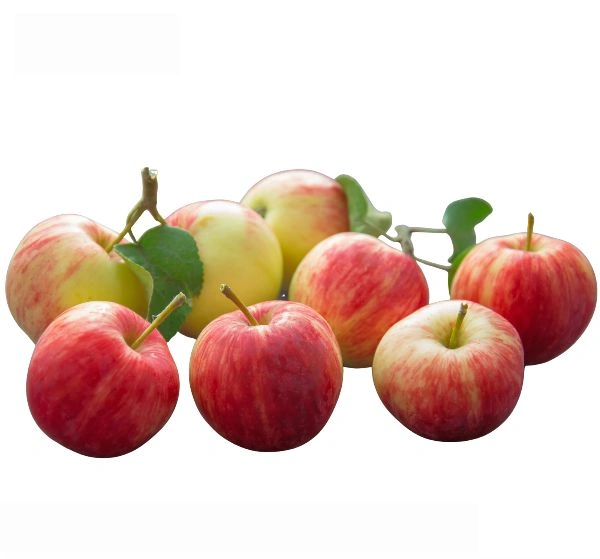 Apple (Shimla) - 1 KG-1.2 KG