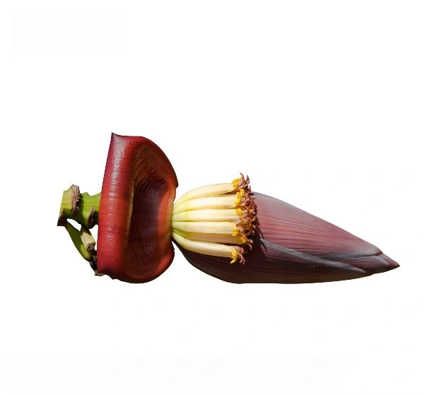 Mocha (Banana Flower)